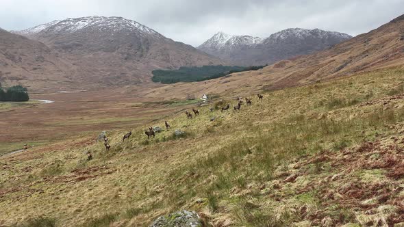 A Herd of Red Deer Stags in the Scottish Highlands