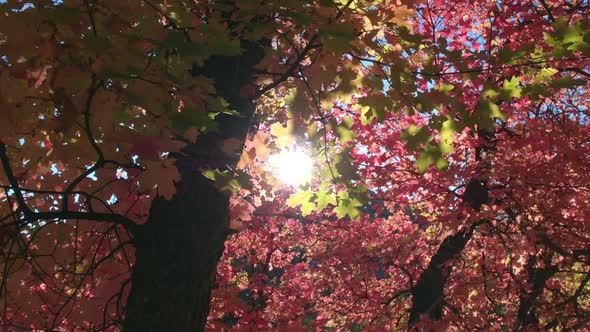 Sun rays shining through tree durning Fall