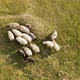 Aerial View of Grazing Sheep Flock on Spring Field - VideoHive Item for Sale