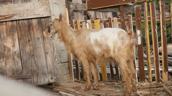 Improvised stall adapted for domesticated goats 4K 2160p 30fps UltraHD footage - Close-up of curious