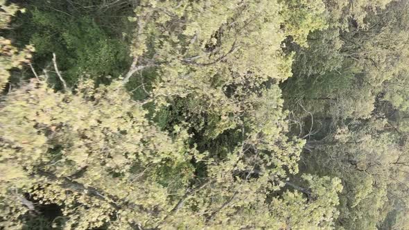 Vertical Video of a Green Forest on a Summer Day