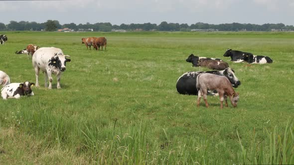 Black and white cows in the meadow grazing and looking around