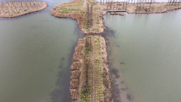 Nature Wetland