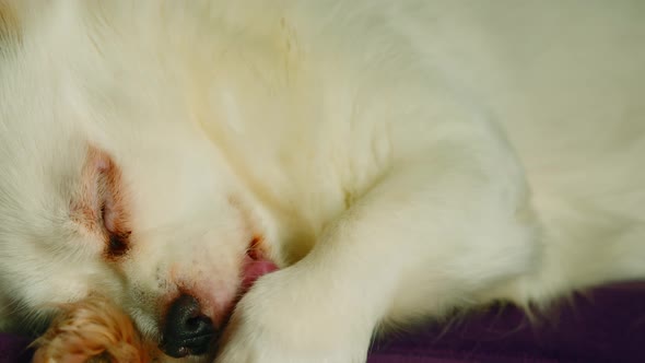 Fluffy White Dog Lying and Sleeping