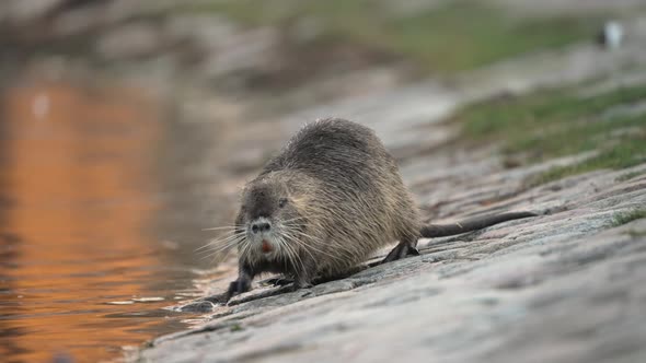 Inquisitive Nutria exploring the bank of a lake in daylight;es into water, shallow focus