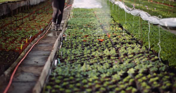 Agriculture - Gardener Watering Flowers at Greenhouse.