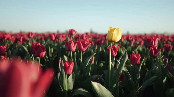 A yellow tulip standing out in a field of red tulips