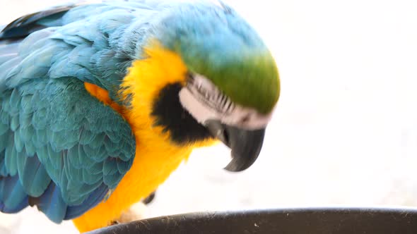 Macro close up of cute Blue and Yellow macaw eating vegetables outdoors during sunny day