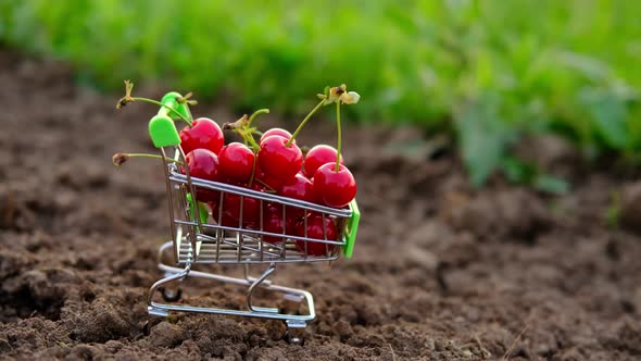 a Red Ripe Cherry in a Trolley of Cherries