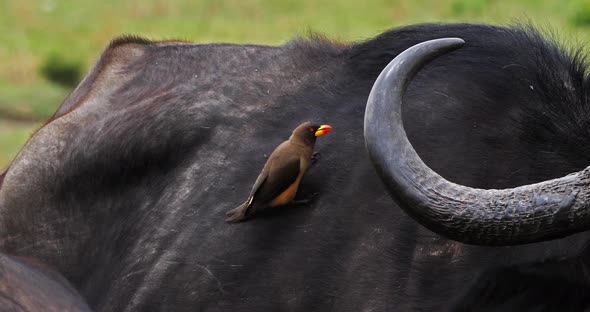 African Buffalo, syncerus caffer, Adult with Yellow Billed Oxpecker, buphagus africanus