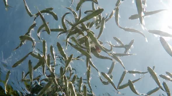 Fish swimming in very clear and transparent shallow water. Swarm of minnows moving in all directions