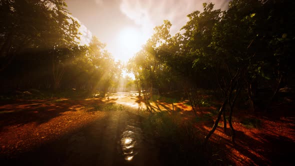 River in Mysterious Forest with Fog