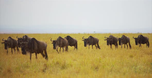 Gnus walking in the savanna