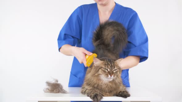 A groomer combs the fur of a cat on a white table using a furminator