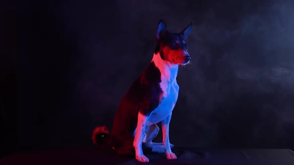 Basenji Sits Full Length in a Smoky Dark Studio Against a Black Background in Red Neon Light