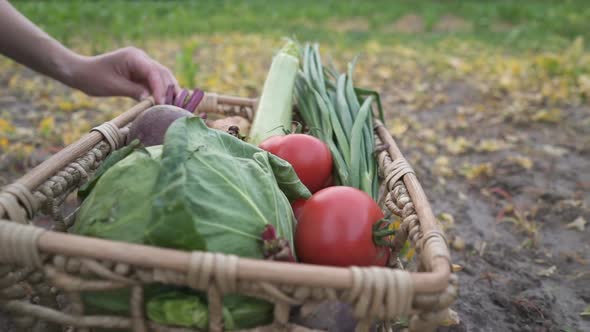 The Farmer is Holding a Box of Organic Vegetables