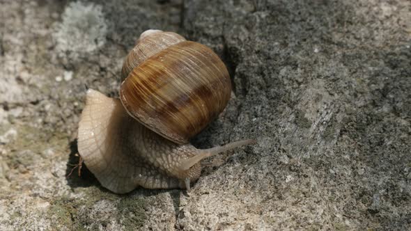 Burgundy snail moving slowly 4K 2160p 30fps UltraHD footage - Helix pomatia escargot with spiral she