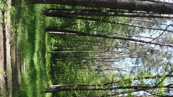 Vertical Video Aerial View Inside a Green Forest with Trees in Summer