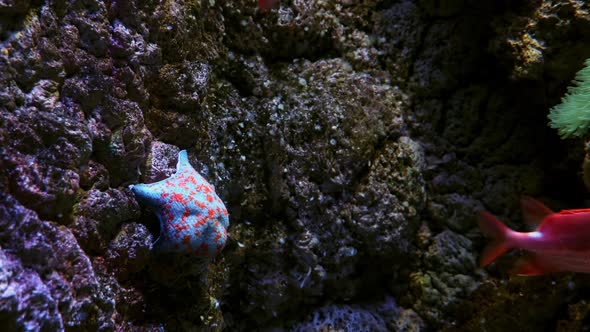 The Patiria Starfish