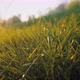 Juicy Meadow of Green Grass Sunset - VideoHive Item for Sale