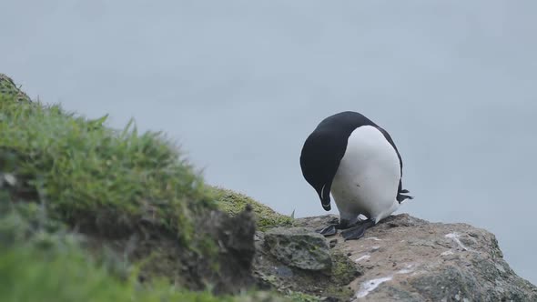 A single black and white Razorbill bird, a native to Skomer Island resting on a rock - close up