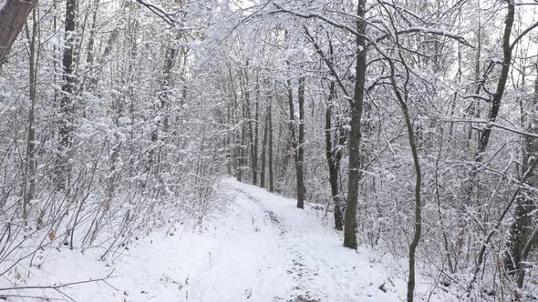 Forest path  by winter slow descending 4K drone video