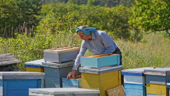 Beekeeper near hives in green garden. Experienced apiarist man looks after bees 