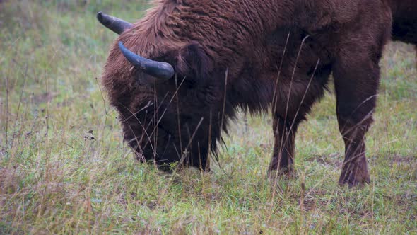 Furry european bison bonasus bull grazing in a grassy field,Czechia.