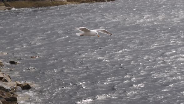Seagull bird at Atlantic Ocean Road, Norway