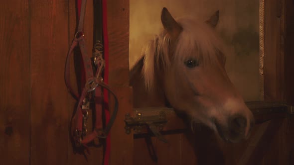 A Light Brown Horse with a Blonde Mane Looking Out From the Window of the Stalll