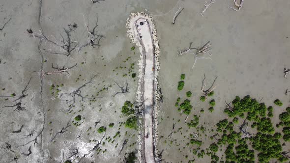 Aerial top down view people walk at the path to sea coastal enjoy mangrove forest view