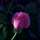 Rose in the morning - VideoHive Item for Sale
