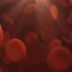 Red Blood Cells - VideoHive Item for Sale