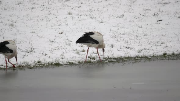 Wild storks looking for food on snowy shore and frozen lake during cold winter day outdoors in natur