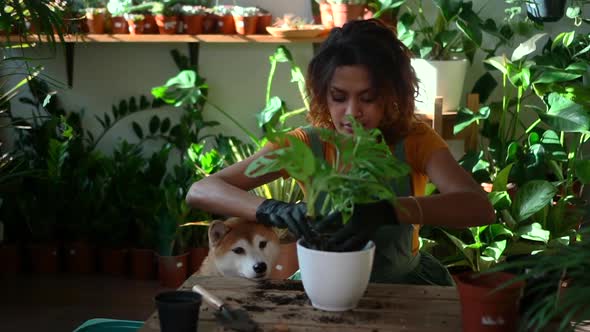 Woman Gardener Takes Care of Green Plant at Home and Has Time with Dog Spbd