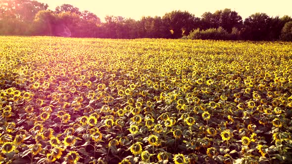 Aerial Drone View Flight Over Ver Field with Ripe Sunflower Heads