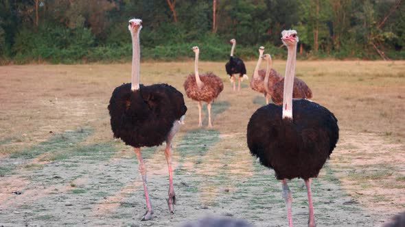 Beautiful Big Ostriches at Poultry Farm