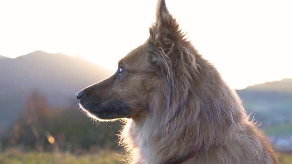 Nervous Brown Dog Looking Around and Guards His Territory in Morning Sun Light