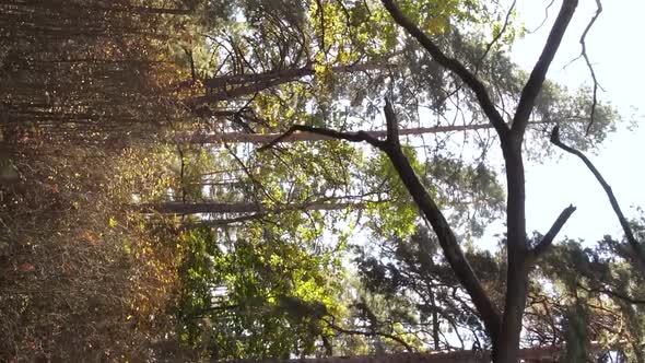 Vertical Video of a Forest with Many Trees in Autumn