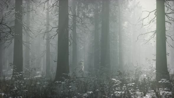 Winter Snowcovered Forest on a Cloudy Day