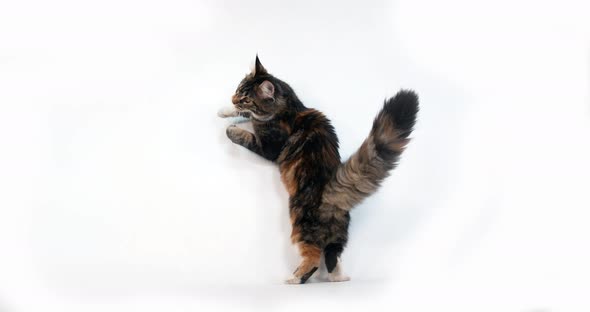 Brown Tortie Blotched Tabby and White Maine Coon Domestic Cat, Female playing White Background,