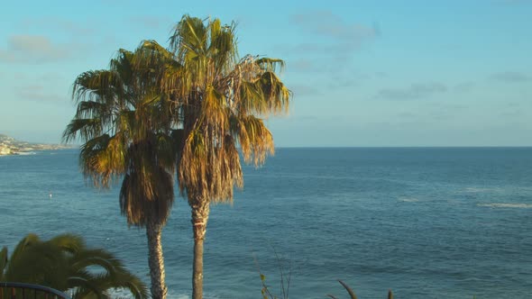 Palm trees of a Pacific Coast community in Southern Californian during sunset.