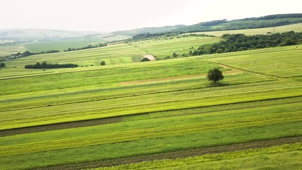 Aerial view of green agriculture fields in spring with fresh vegetation after seeding season.