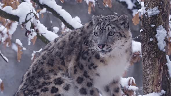 Snow leopard observes the surroundings in winter.