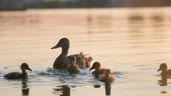 Wild Duck Family of Mother Bird and Her Chicks Swimming on Lake Water at Bright Sunset