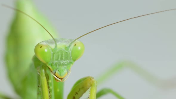 Closeup Praying Mantis On Gray Background