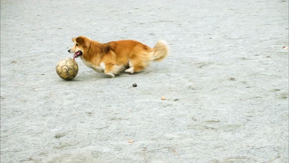 Corgi With The Ball