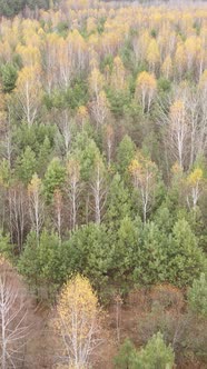 Vertical Video of Forest Landscape in Autumn Slow Motion