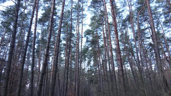 Trees in a Pine Forest During the Day Aerial View