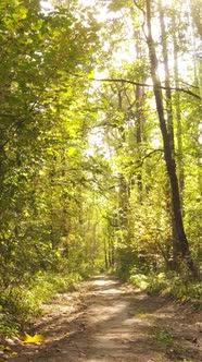 Vertical Video Autumn Forest with Trees By Day Slow Motion